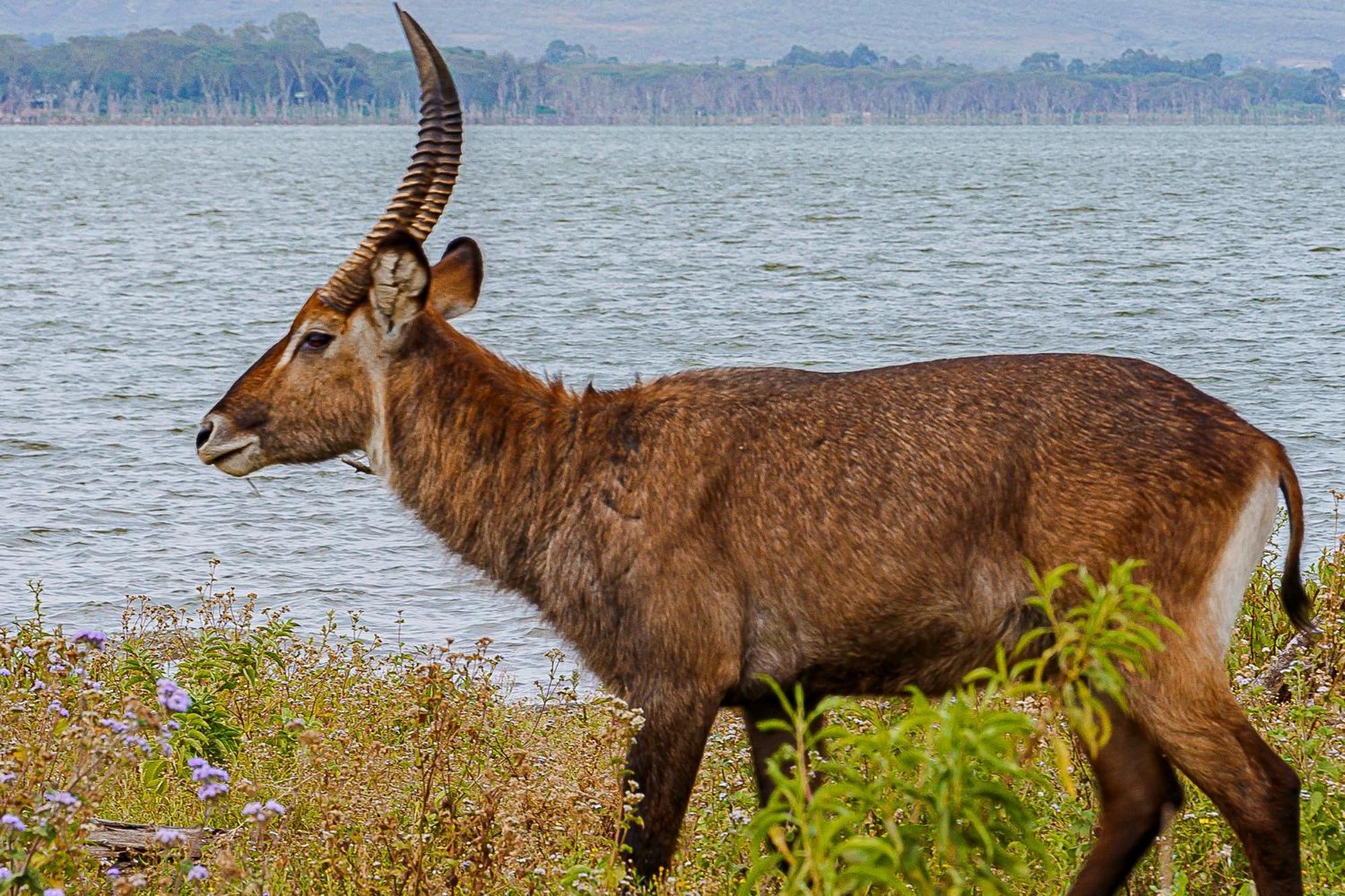 Muthu Lake Naivasha Country Club, Naivasha Karagite Buitenkant foto
